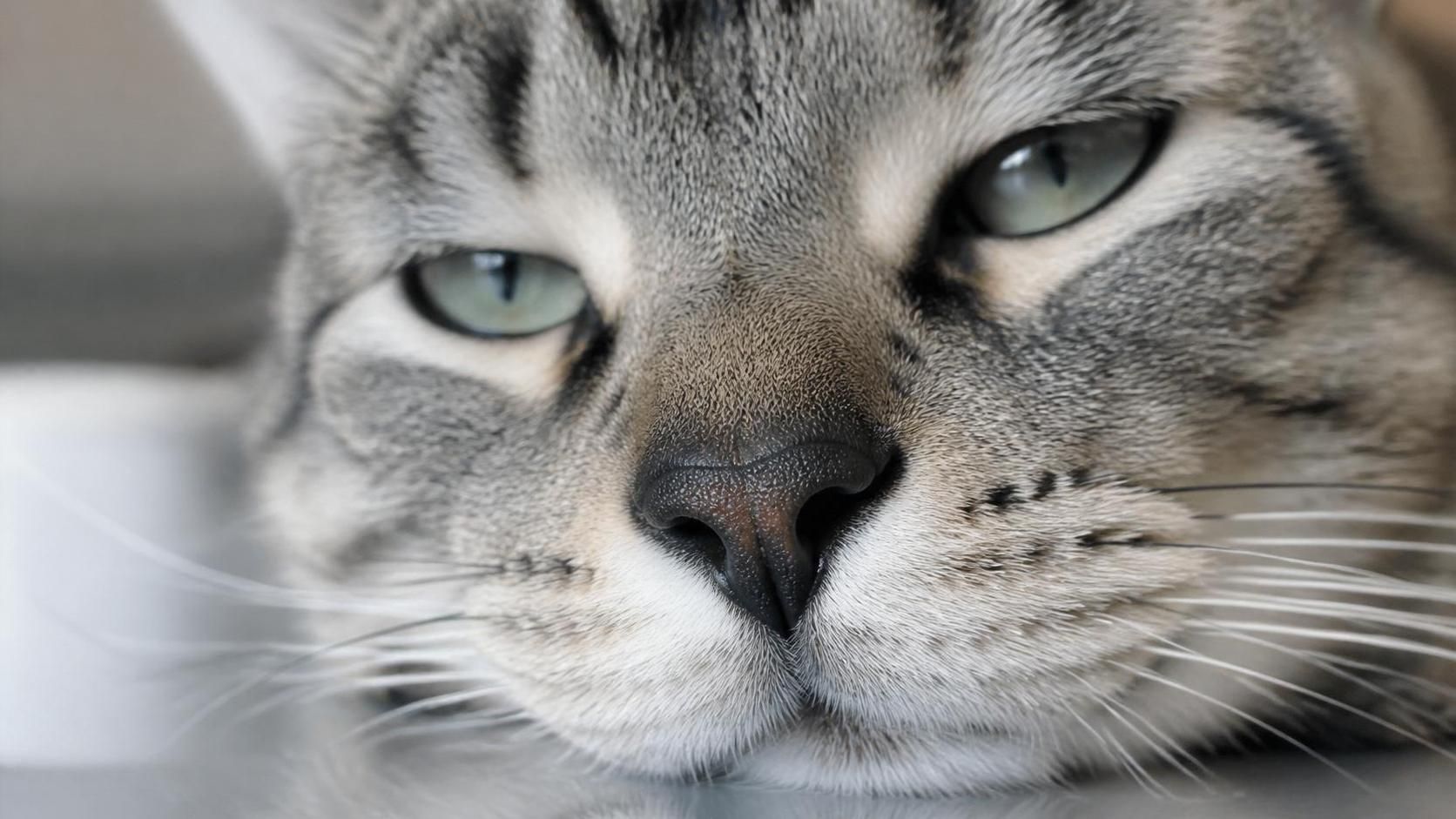 découvrez les symptômes, causes et solutions pour protéger votre chat au nez noir. guide complet pour assurer la santé et le bien-être de votre compagnon félin.