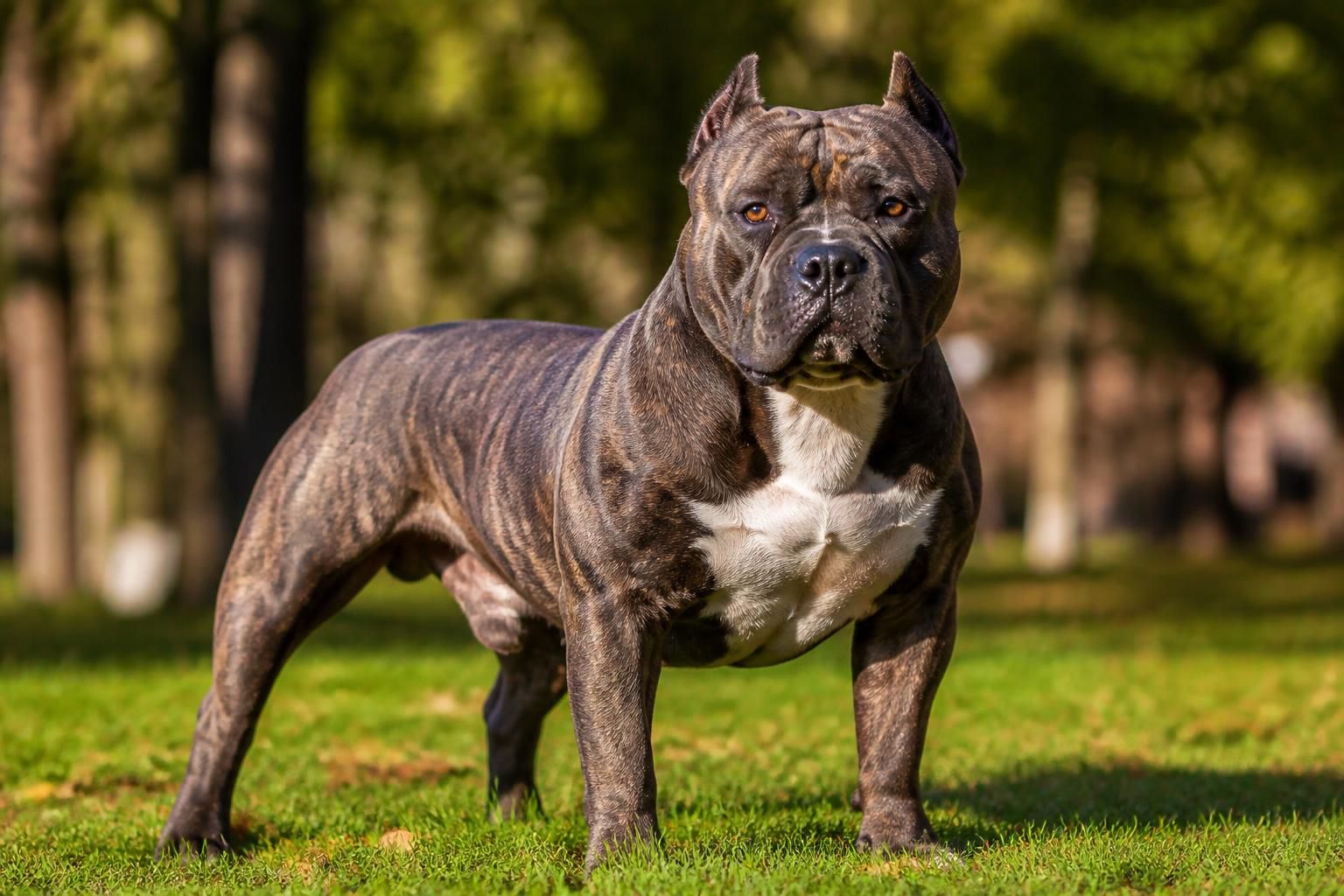 découvrez tout sur le x large bully : ses caractéristiques physiques, son tempérament unique et comment en prendre soin au quotidien.