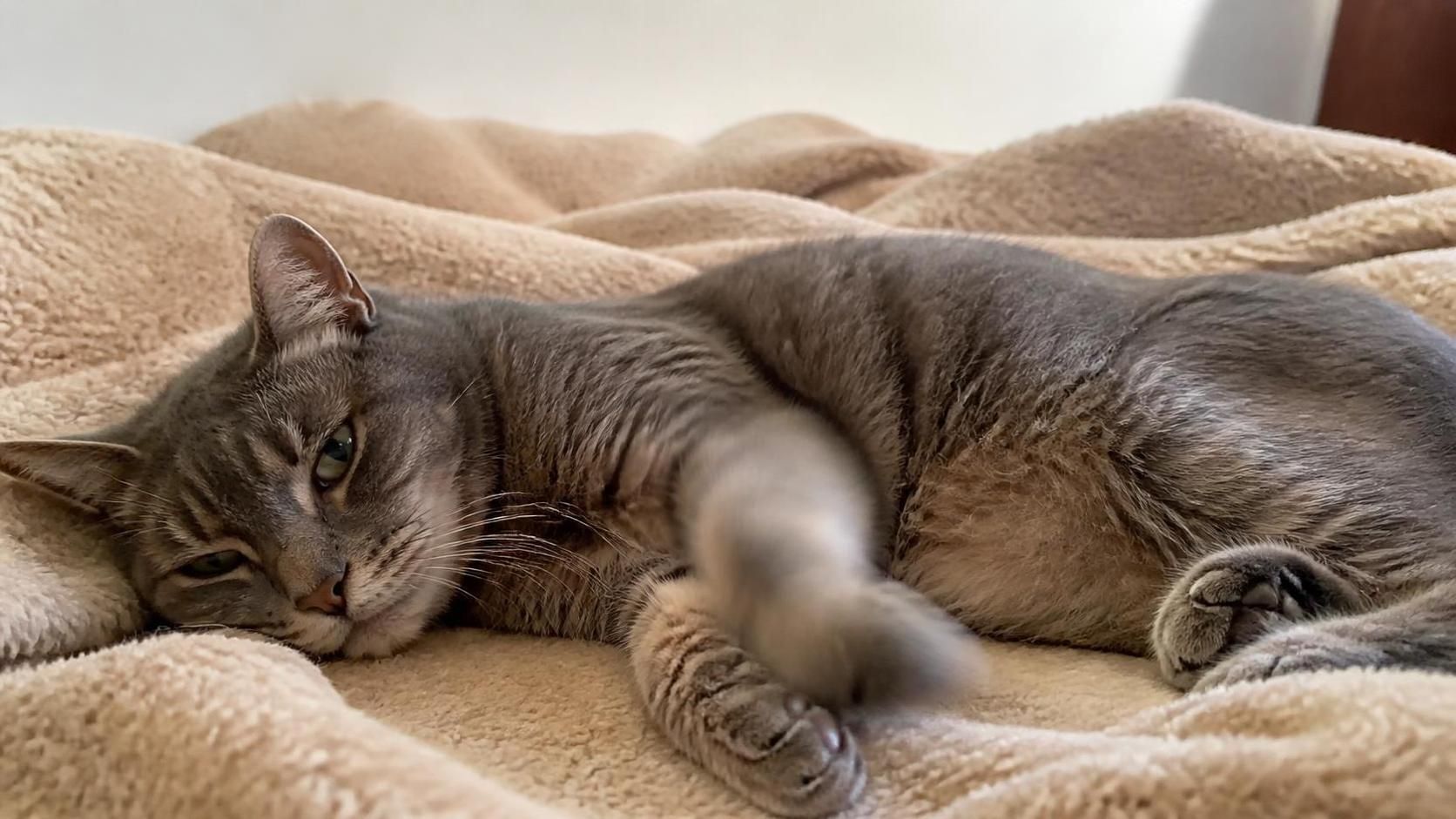 découvrez comment reconnaître et comprendre les spasmes chez le chat en fin de vie, leurs causes principales, et les meilleures façons de l'accompagner avec douceur durant cette période délicate.