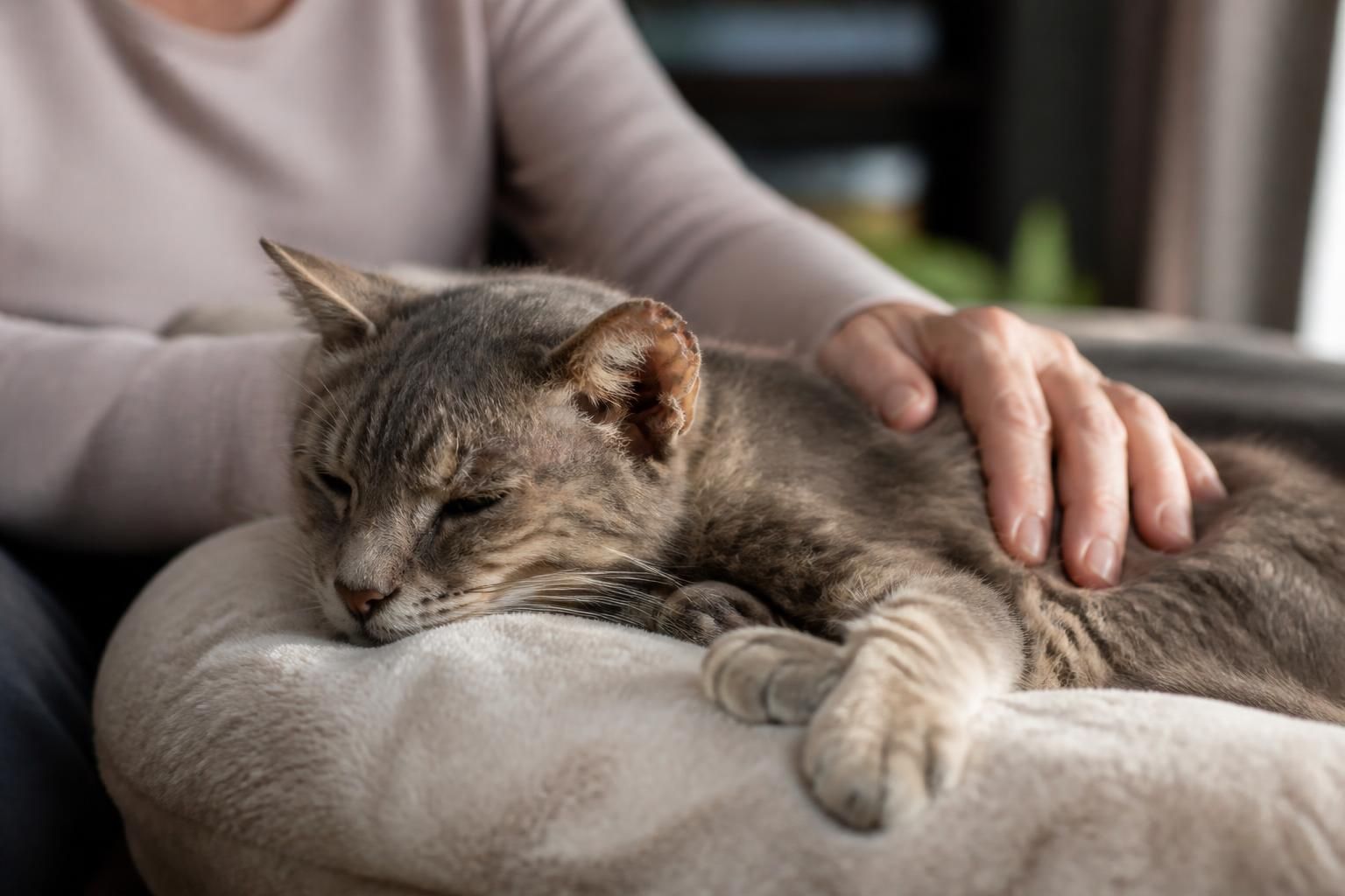 découvrez les signes, causes et conseils pour accompagner votre chat en fin de vie face aux spasmes, afin de lui offrir confort et bien-être.