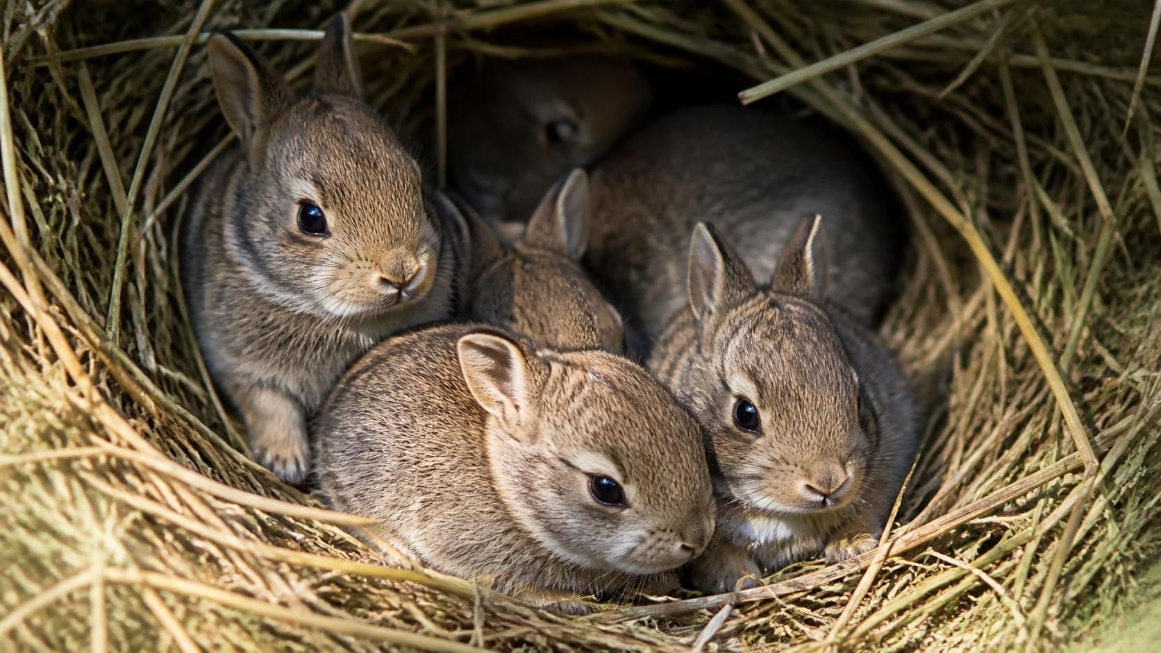 explorez le monde tendre et charmant des bébés lapins dans cette découverte adorable qui vous fera fondre.