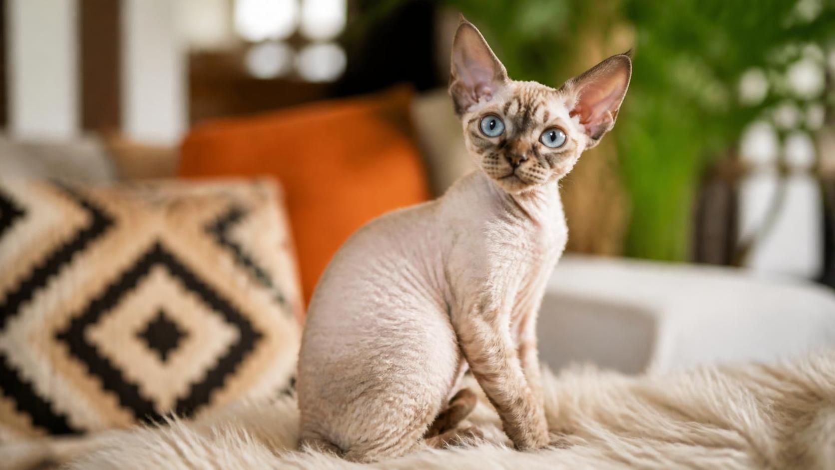 explorez le devon rex, un chat unique aux poils bouclés et à l'élégance naturelle. découvrez son caractère attachant et ses traits distinctifs qui en font un compagnon exceptionnel.