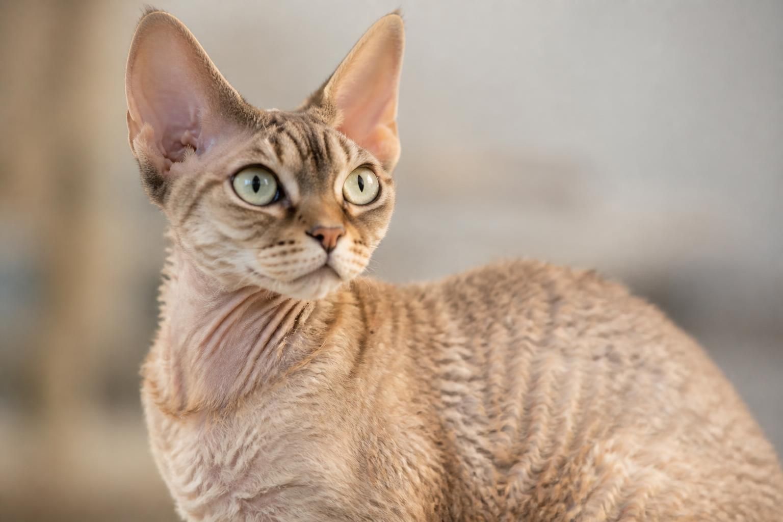 explorez le devon rex, un chat au pelage bouclé unique et à l'élégance féline incomparable. découvrez son caractère doux et joueur, idéal pour les amoureux des chats atypiques.