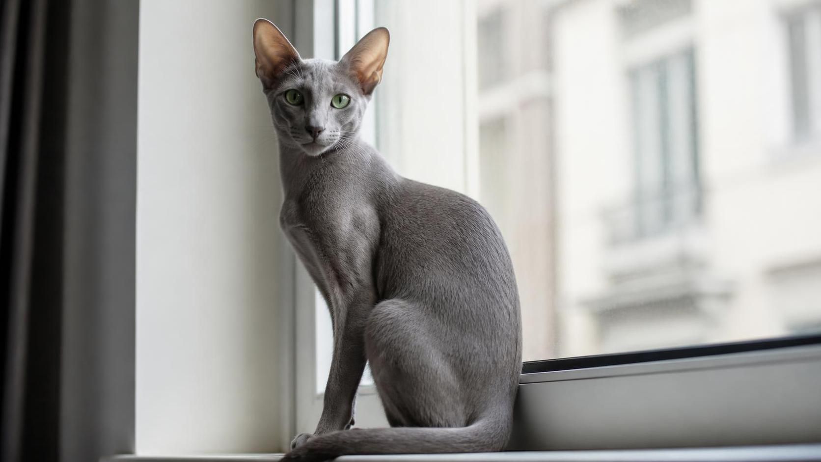 découvrez le chat oriental à poil court, une race unique alliant élégance et vivacité. apprenez tout sur son caractère, son entretien et ses particularités.
