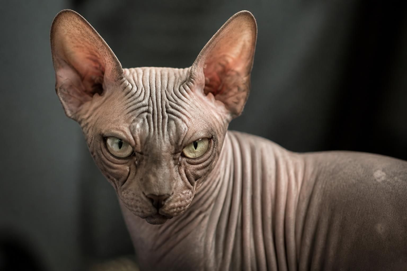 découvrez le mystère fascinant du sphynx, un chat unique au monde, à travers un portrait captivant qui révèle son histoire, son caractère et ses particularités étonnantes.