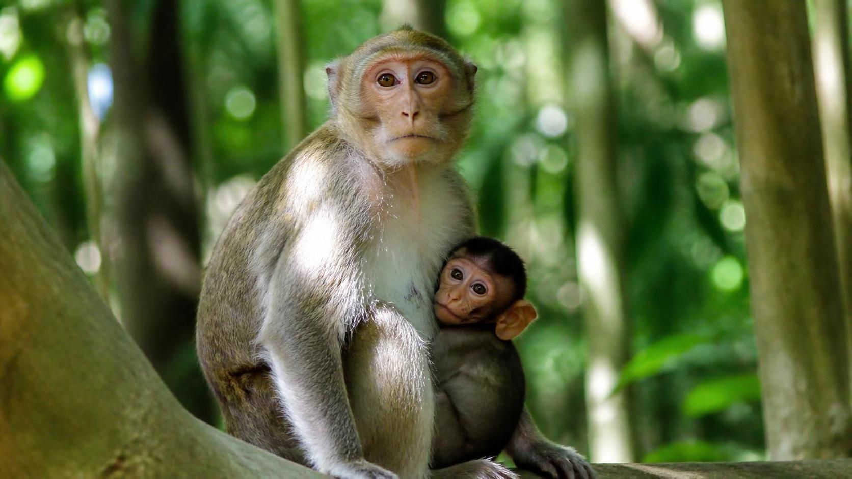 découvrez le secret des singes femelles : leurs caractéristiques uniques et leur rôle essentiel dans la vie sociale et familiale.