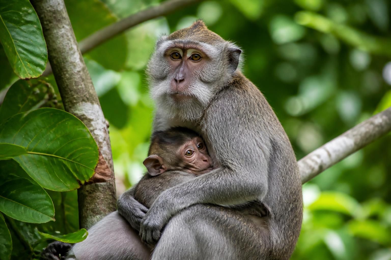 découvrez le secret de la singe femelle : ses caractéristiques uniques, son rôle essentiel dans la société et tout ce qu'il faut savoir sur cet animal fascinant.