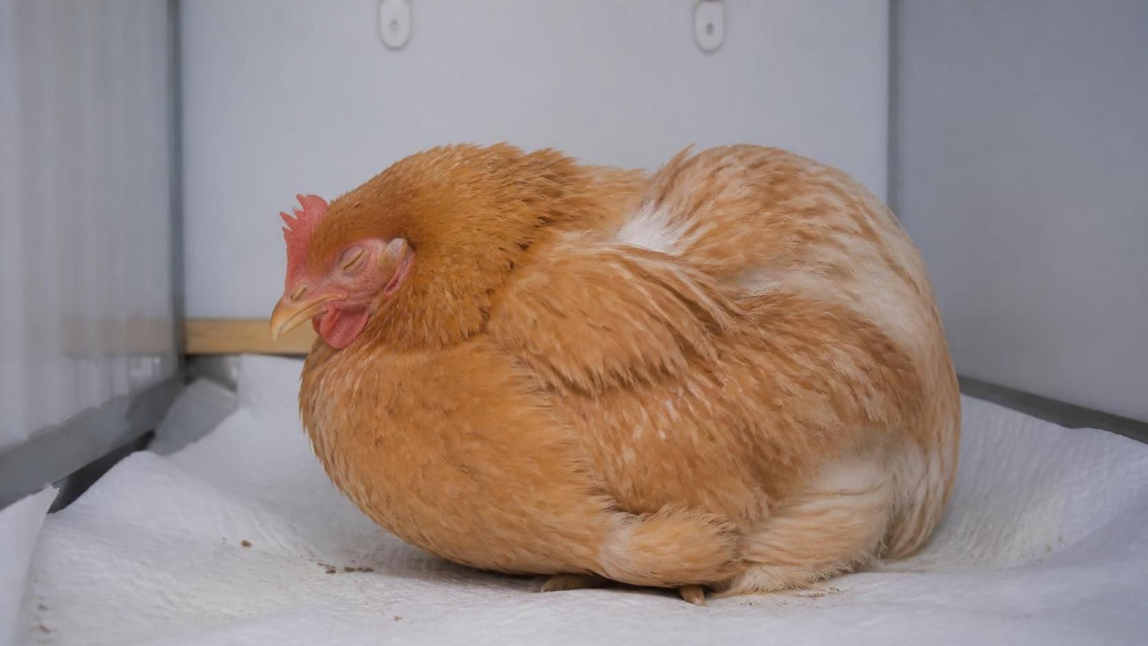 découvrez les raisons pour lesquelles votre poule reste immobile avec les yeux fermés et apprenez les meilleures actions à entreprendre pour prendre soin d'elle efficacement.