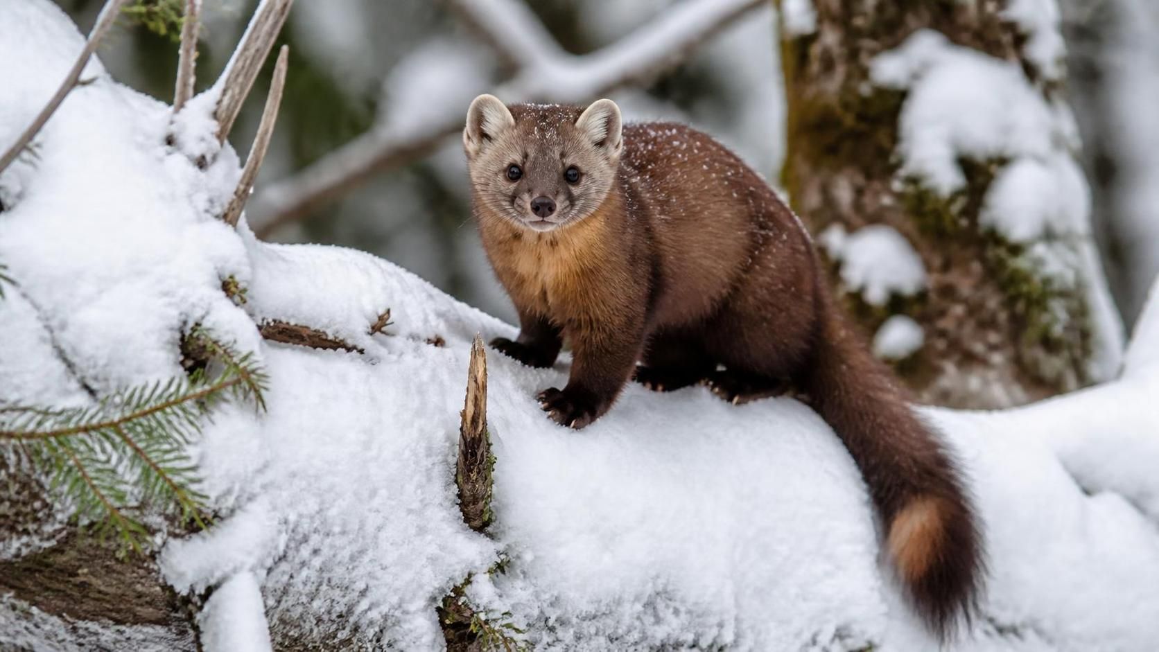 découvrez le prix de la zibeline ainsi que ses caractéristiques uniques. apprenez tout sur cet animal fascinant, son habitat, son comportement et sa valeur sur le marché.