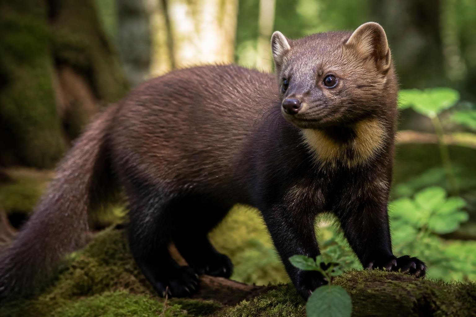 découvrez le prix de la zibeline ainsi que ses caractéristiques uniques. apprenez tout sur cet animal fascinant, sa valeur sur le marché et son importance.