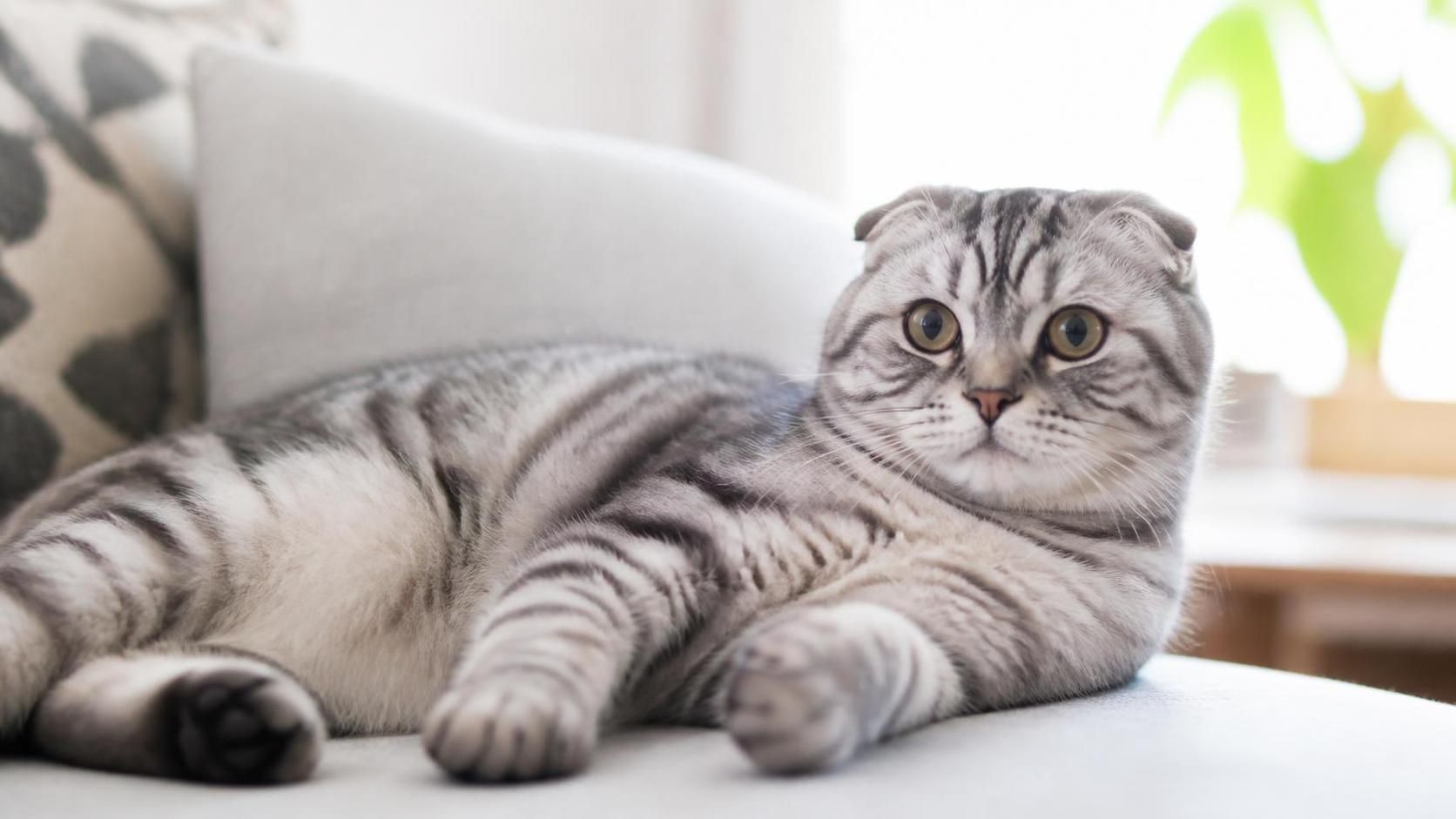 découvrez le scottish fold, ce chat au charme unique reconnu pour ses oreilles repliées distinctives, son caractère doux et sa personnalité attachante.