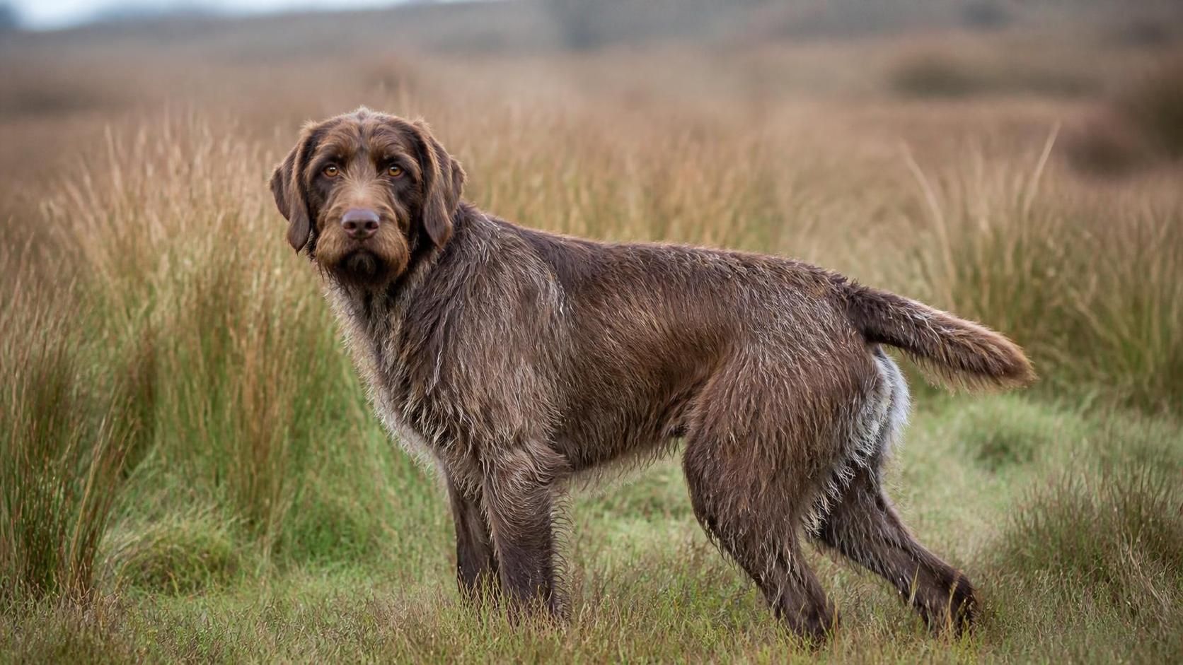 découvrez tout sur le chien labrit : son origine, son caractère unique et nos conseils pratiques pour un élevage réussi. parfait pour les amoureux des chiens rustiques et fidèles.