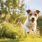 À la découverte du Jack Russell Terrier : un compagnon plein d'énergie et de charme