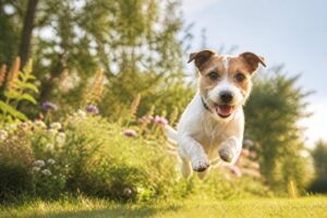 À la découverte du Jack Russell Terrier : un compagnon plein d’énergie et de charme
