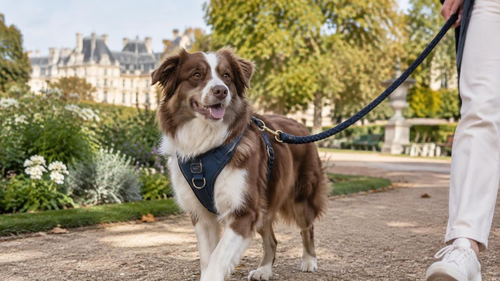 découvrez le muso chien, un compagnon fidèle et attachant qui apporte joie, affection et complicité au quotidien.
