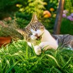 L'herbe à chat : un plaisir naturel pour nos félins