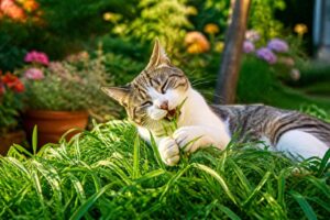 L&rsquo;herbe à chat : un plaisir naturel pour nos félins