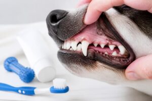 Tout savoir sur la dentition des chiens : santé, soins et particularités