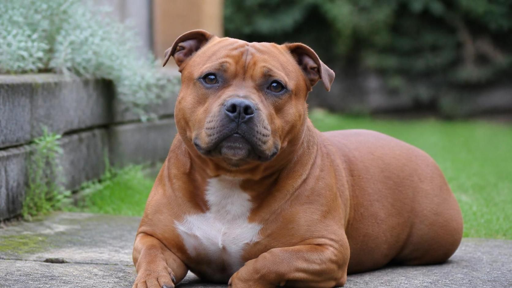 découvrez si un chien sans cou est un mythe ou une réalité à travers une exploration scientifique et des faits surprenants.